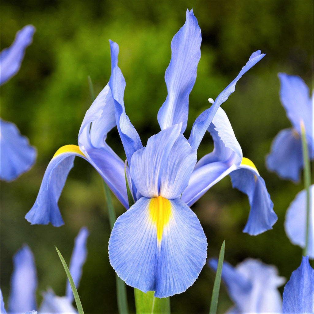 Dutch Iris - Blue Diamond