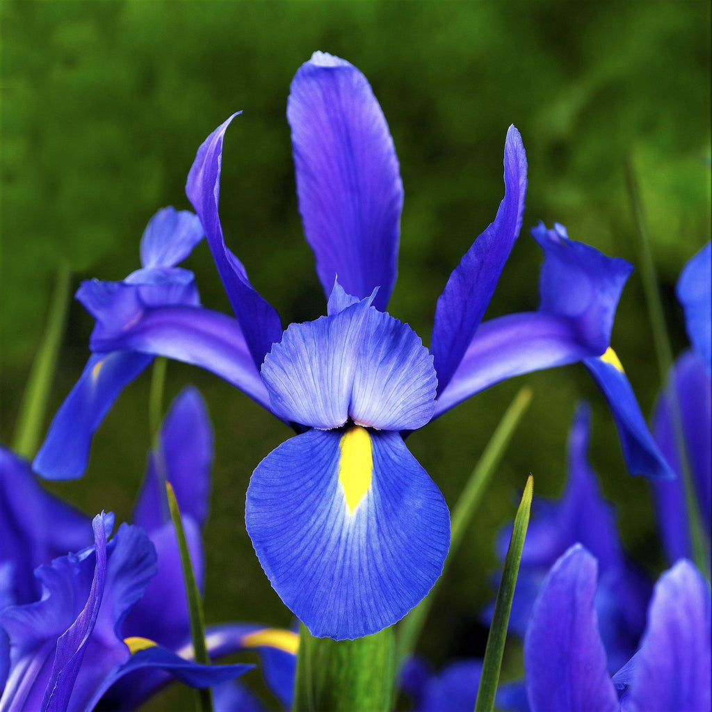Dutch Iris - Blue Diamond