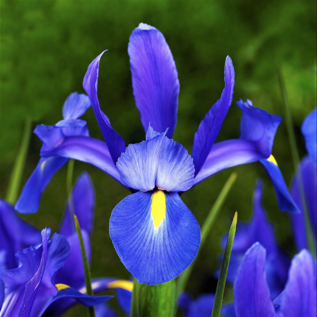 Dutch Iris - Blue Diamond