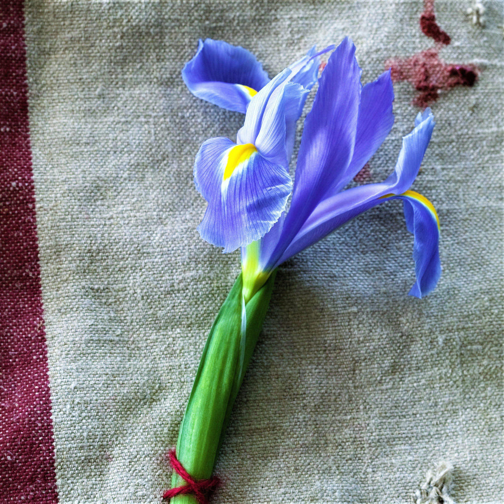Dutch Iris - Blue Diamond