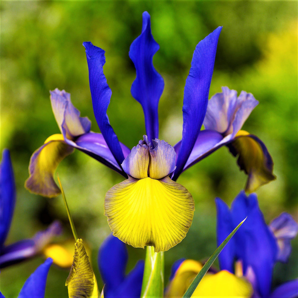 Dutch Iris - Mystic Beauty