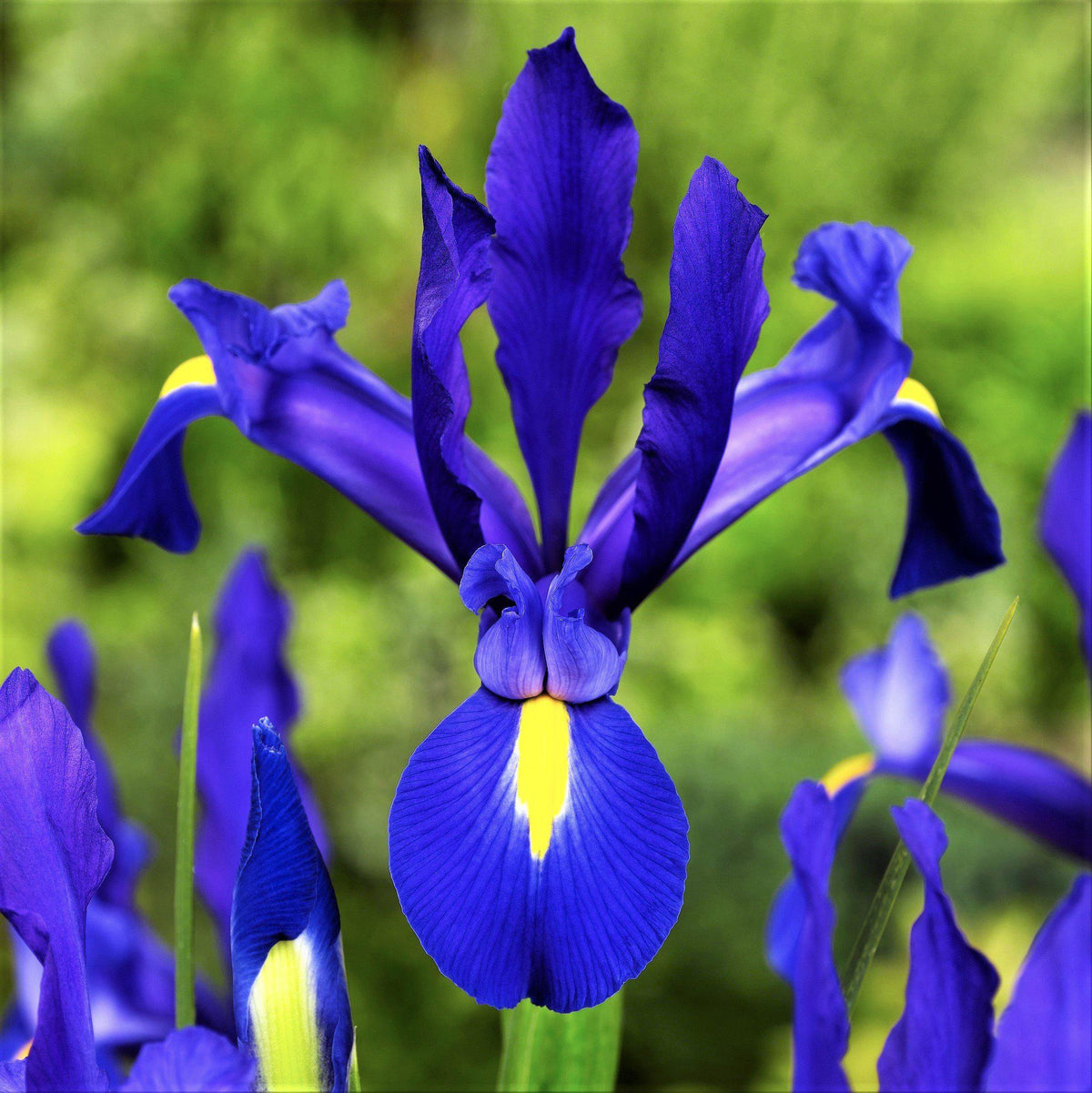 Dutch Iris - Telstar
