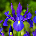 Dutch Iris - Telstar