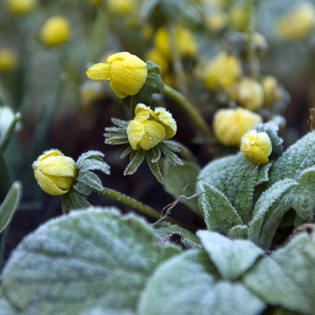 Eranthis - Winter Aconite