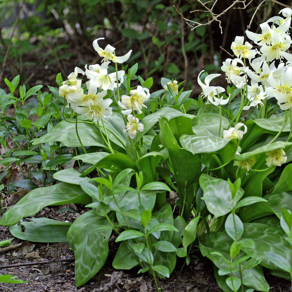 Erythronium - Californicum White Beauty
