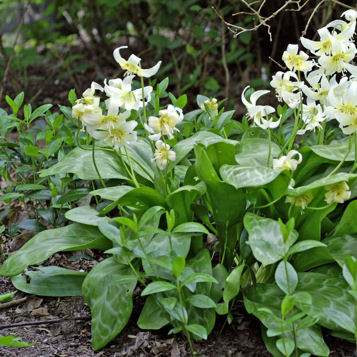 Erythronium - Californicum White Beauty