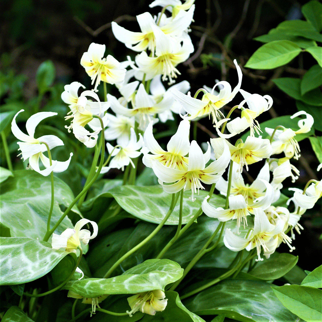 Erythronium - Californicum White Beauty