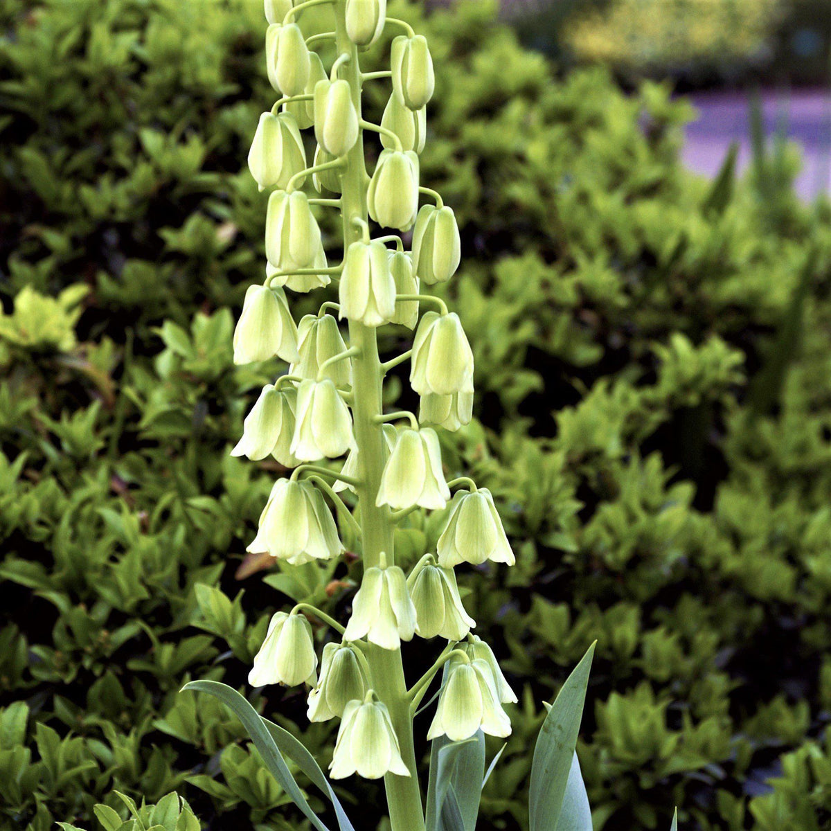 Fritillaria - Persica Alba