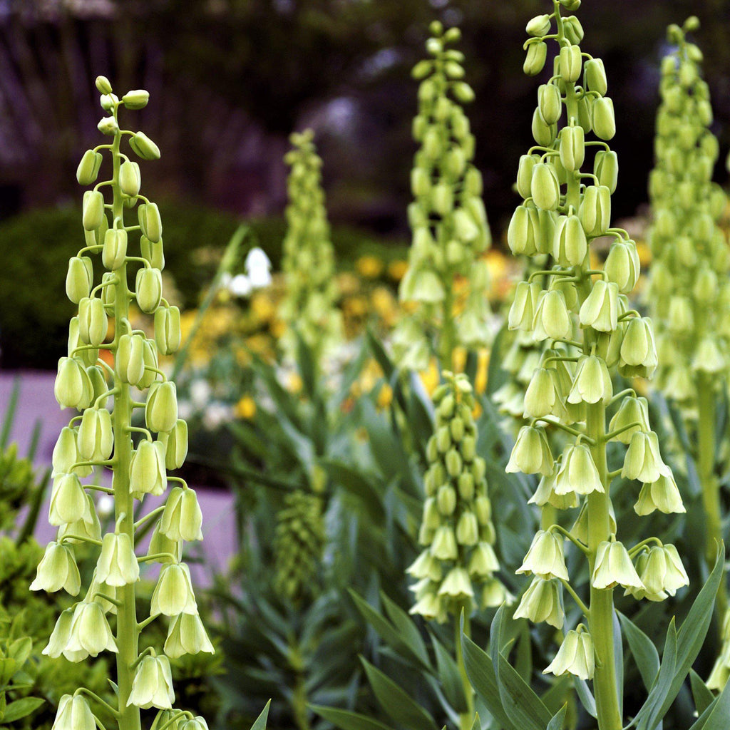 Fritillaria - Persica Alba