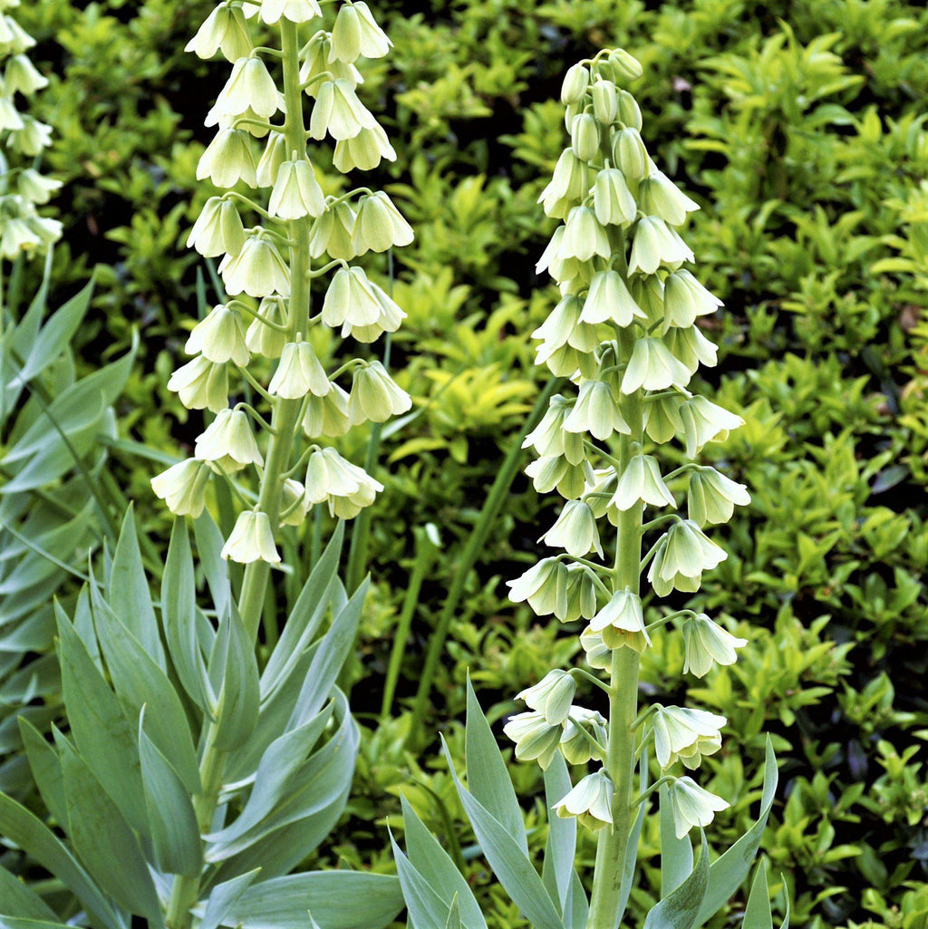 Fritillaria - Persica Alba
