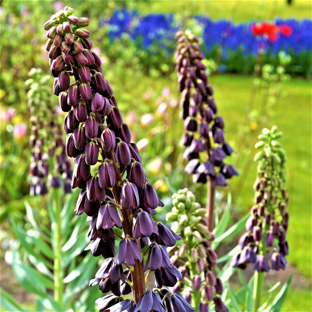 Fritillaria - Persica Plum Bells