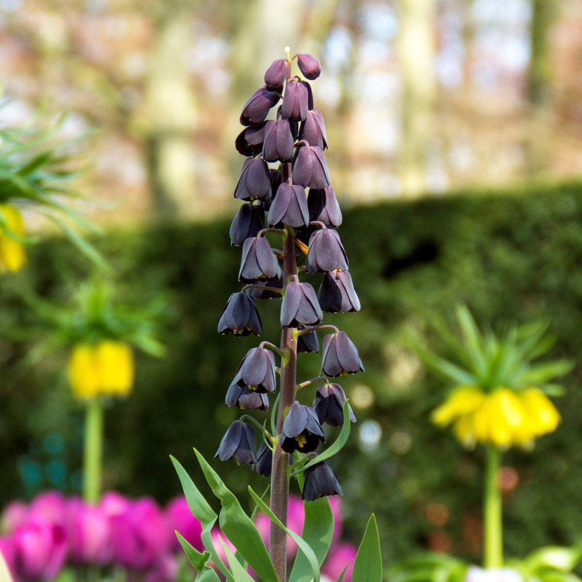Fritillaria - Persica Plum Bells