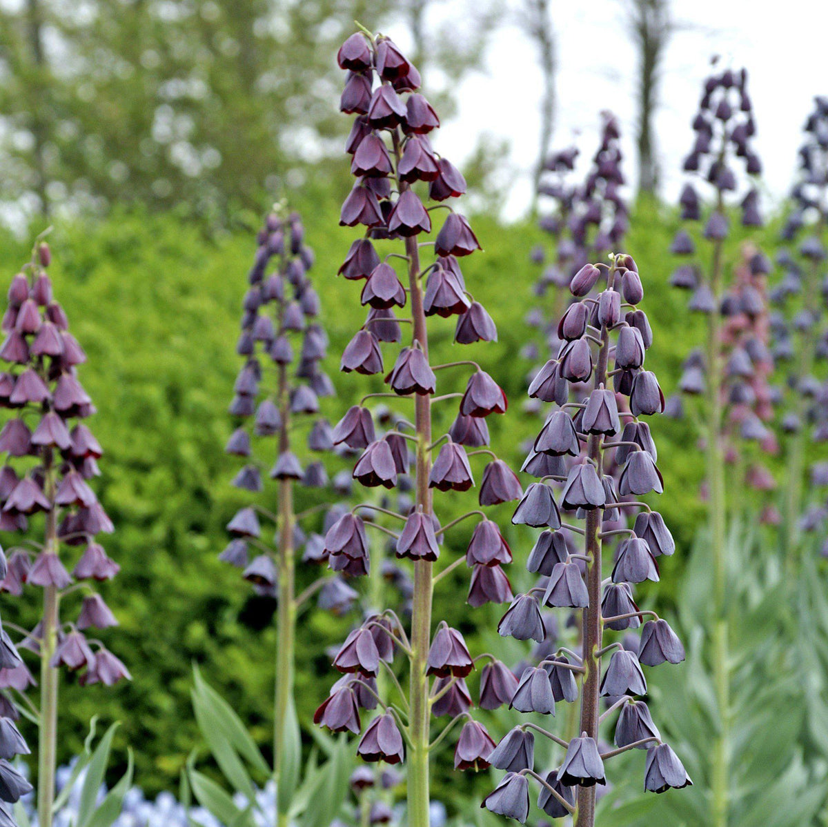 Fritillaria - Persica Plum Bells