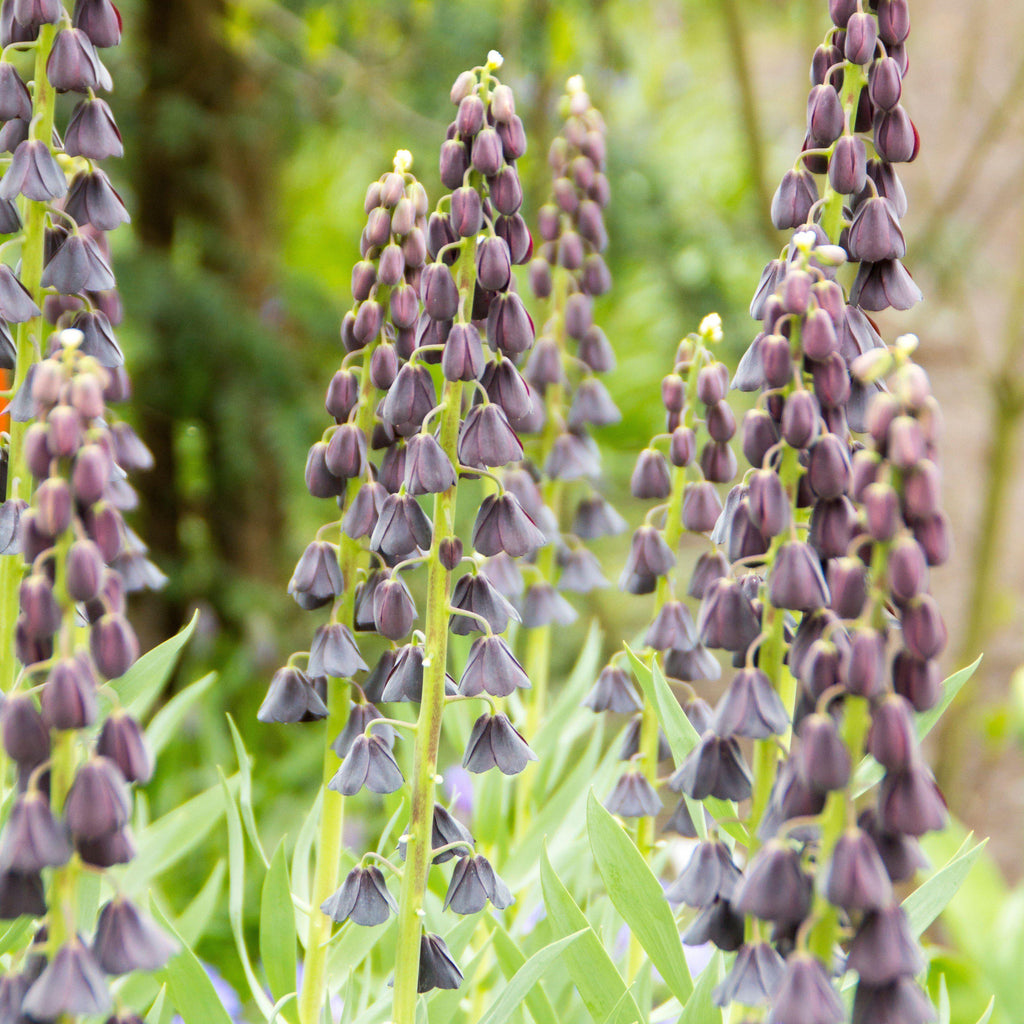 Fritillaria - Persica Plum Bells