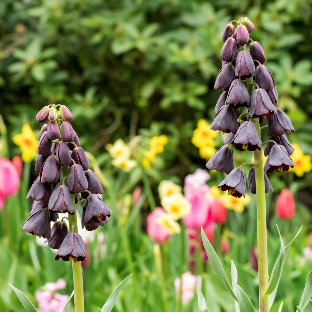 Fritillaria - Persica Plum Bells