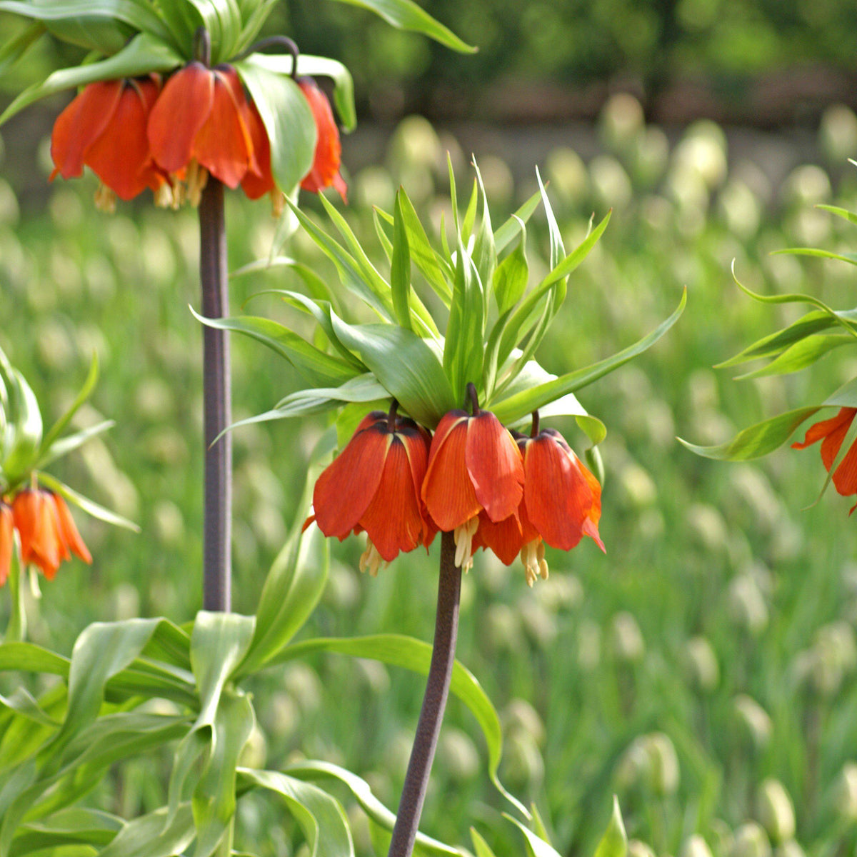 Fritillaria - Crown Imperial Red