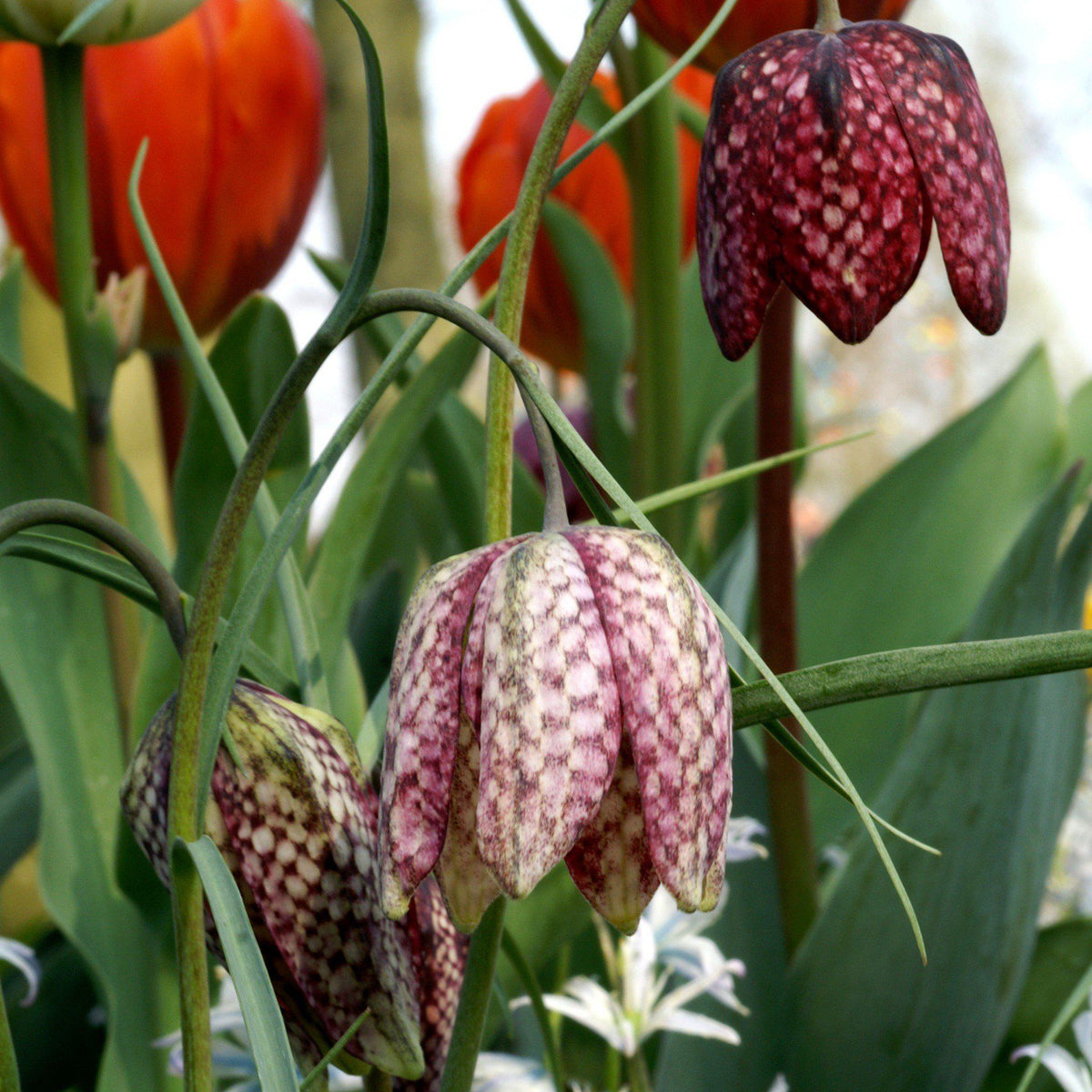 Fritillaria - Checkered Lily Meleagris