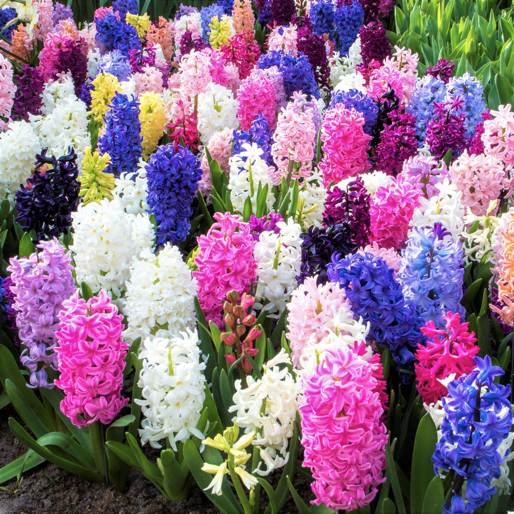 Hyacinth - Fragrant Path Mix