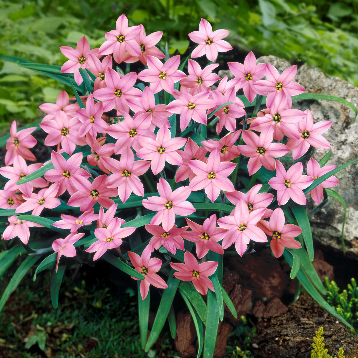 Starflower - Charlotte Bishop
