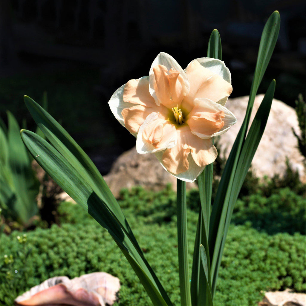 Narcissus - Daffodil Apricot Whirl