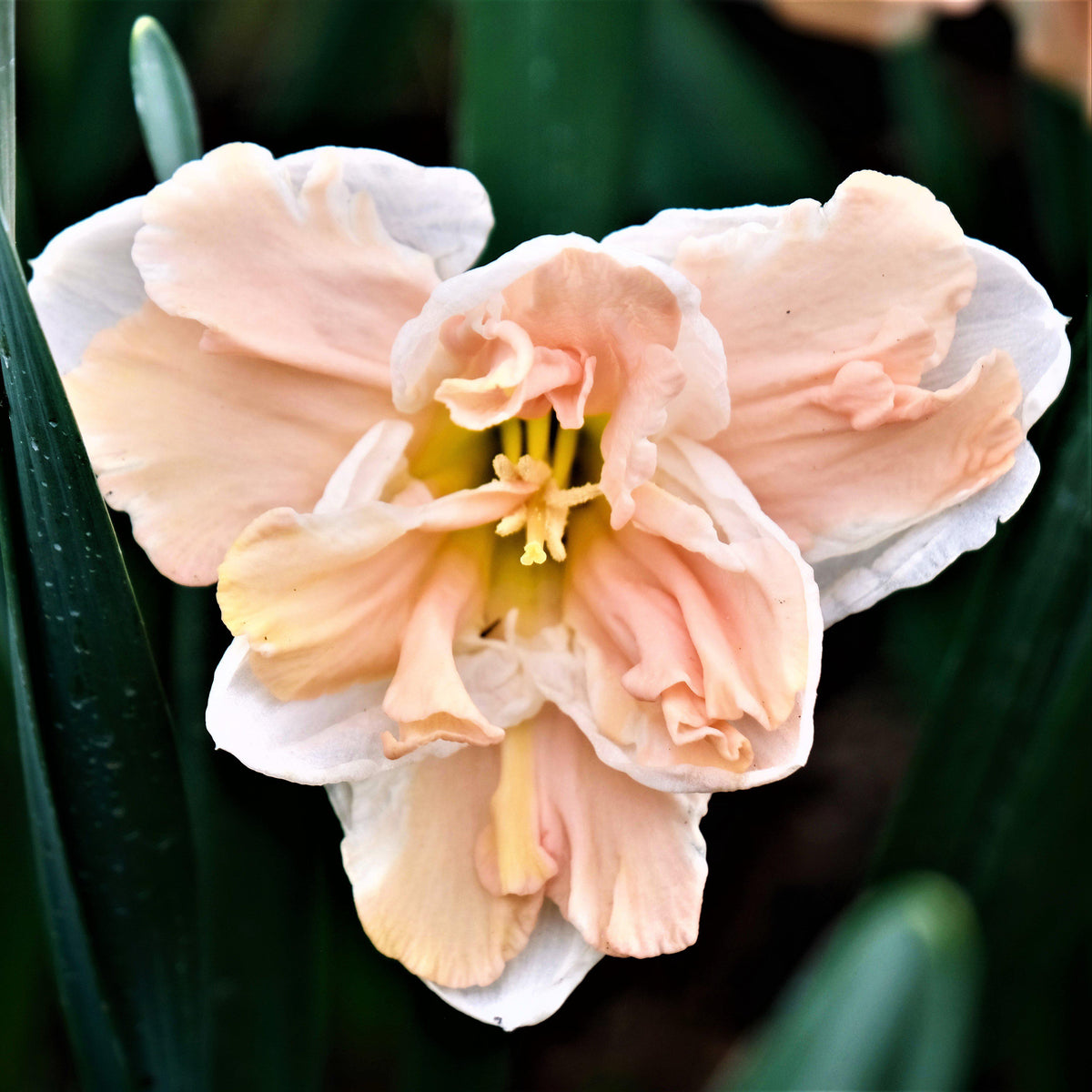 Narcissus - Daffodil Apricot Whirl