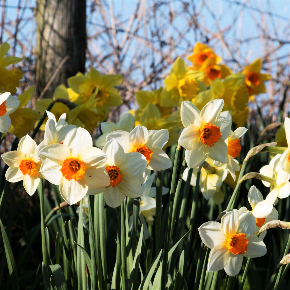 Narcissus - Daffodil Barrett Browning
