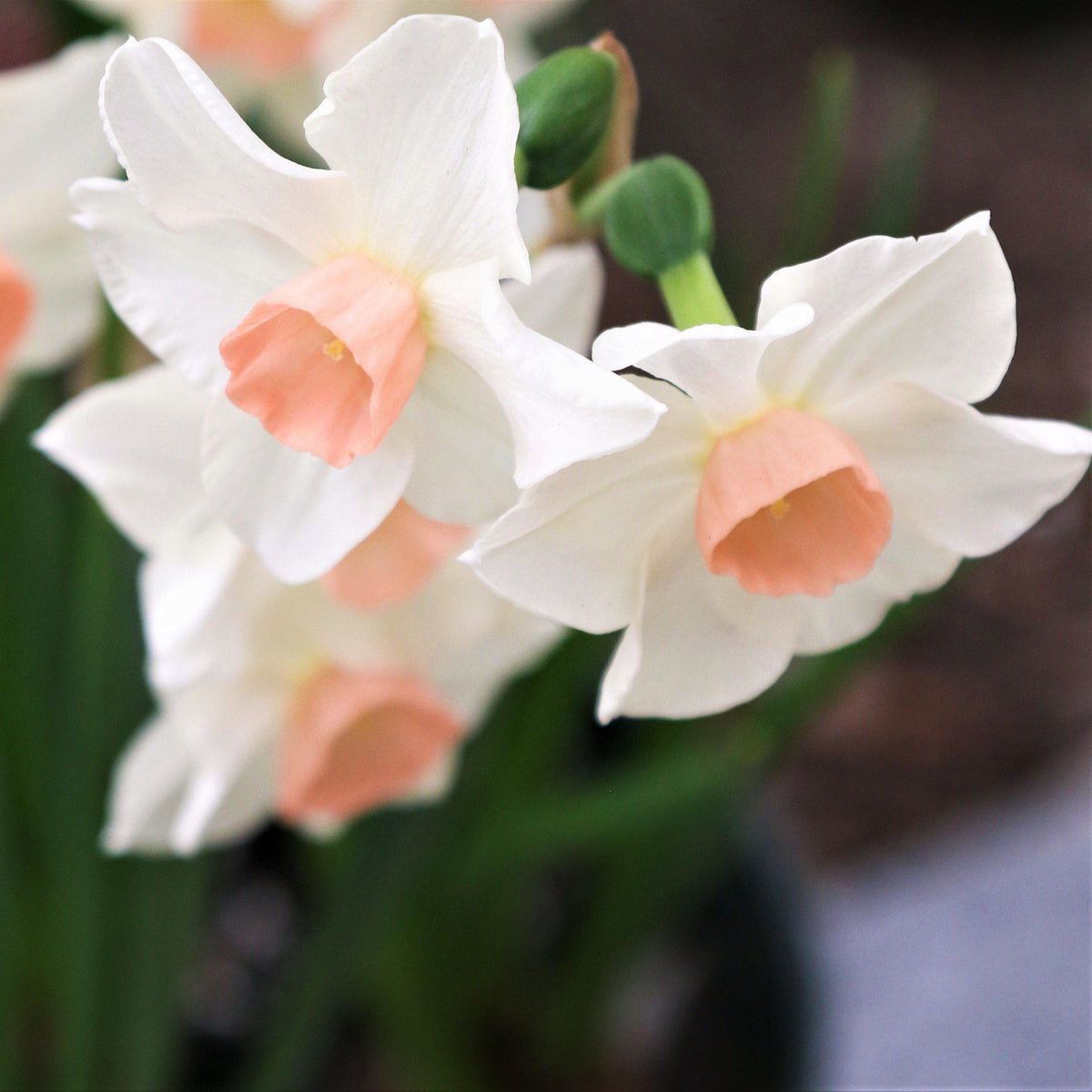 Narcissus - Daffodil Bell Song