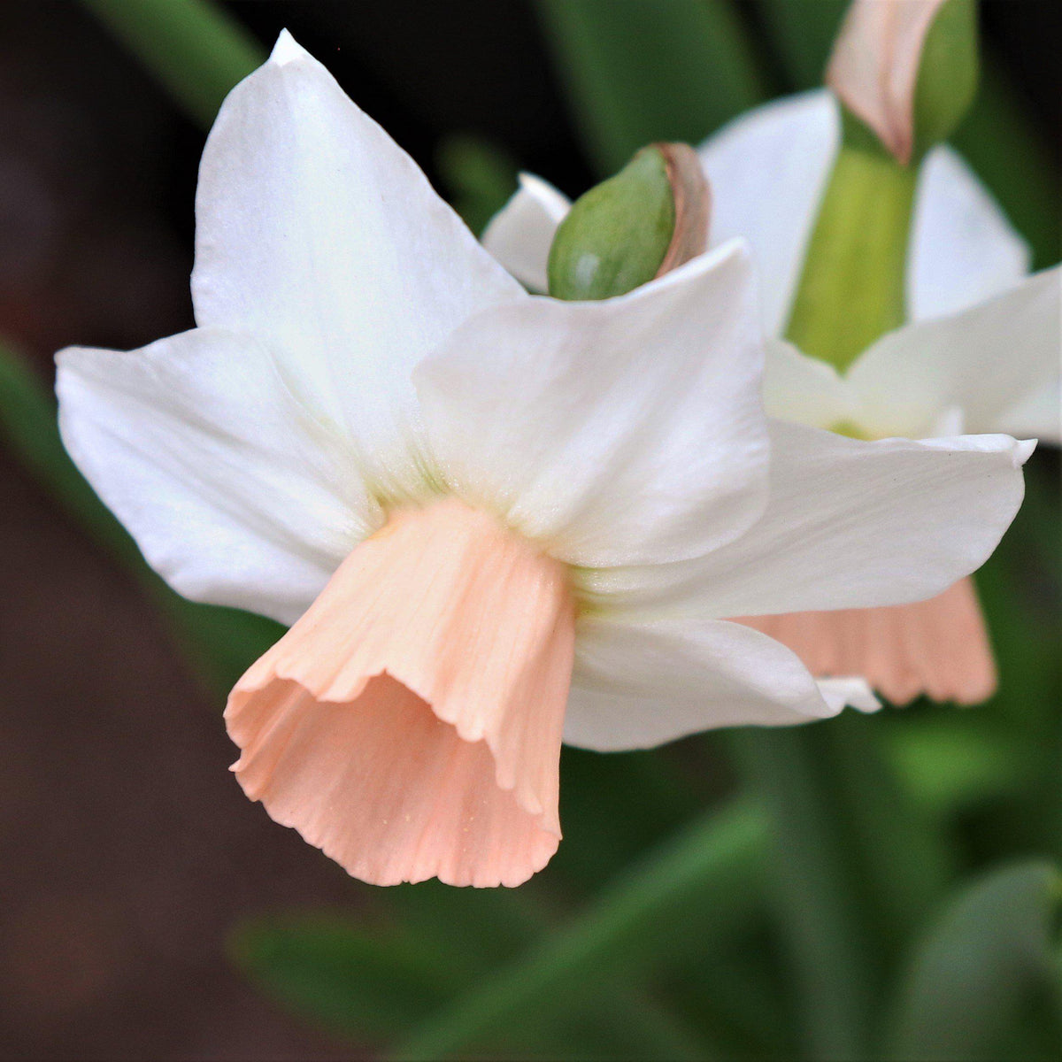 Narcissus - Daffodil Bell Song