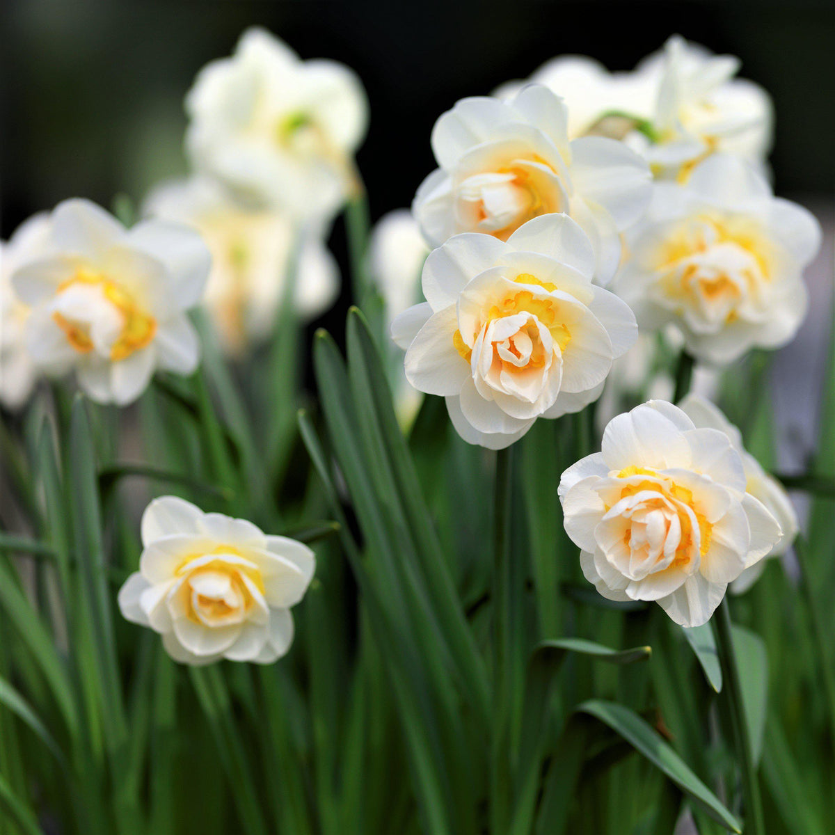 Narcissus - Daffodil Bridal Crown