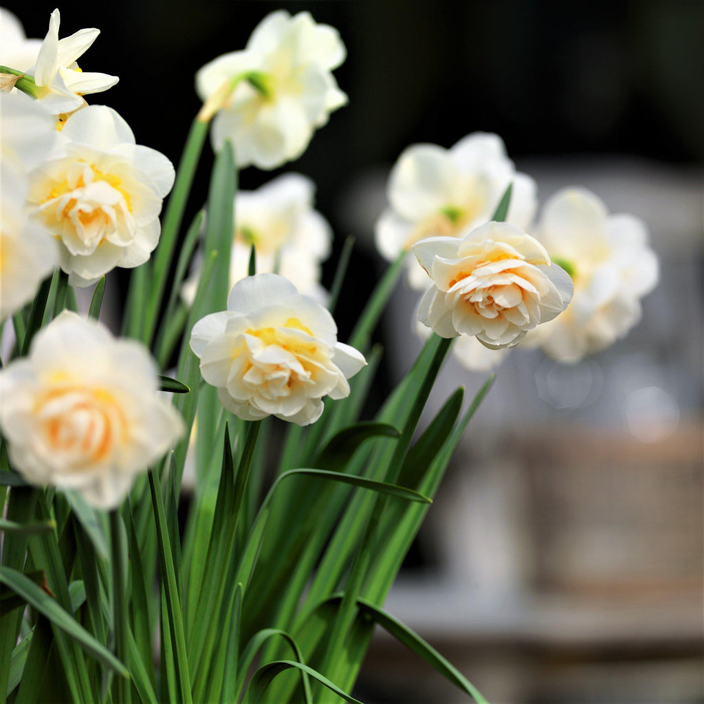 Narcissus - Daffodil Bridal Crown