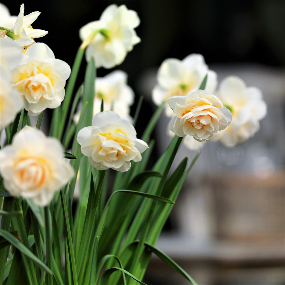Narcissus - Daffodil Bridal Crown