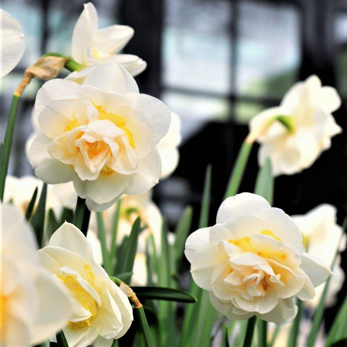 Narcissus - Daffodil Bridal Crown