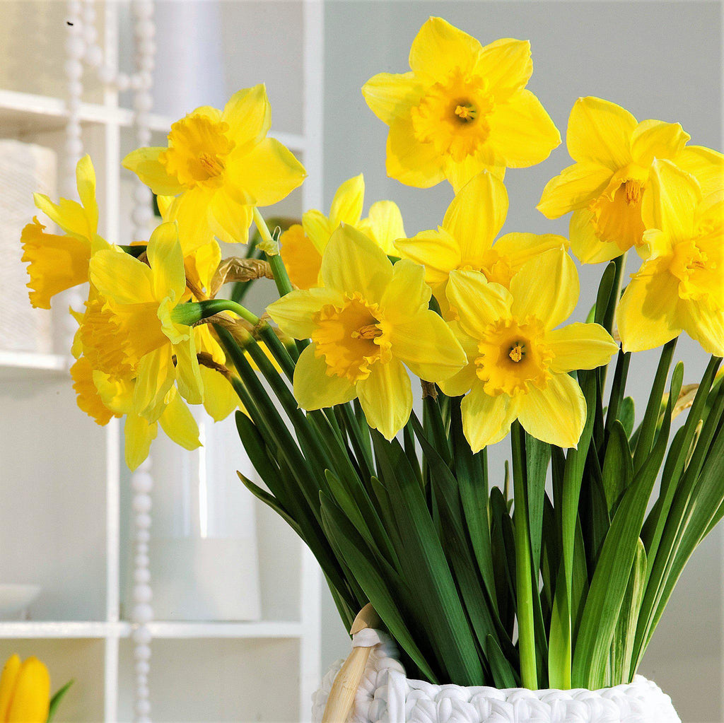 Narcissus - Daffodil Carlton