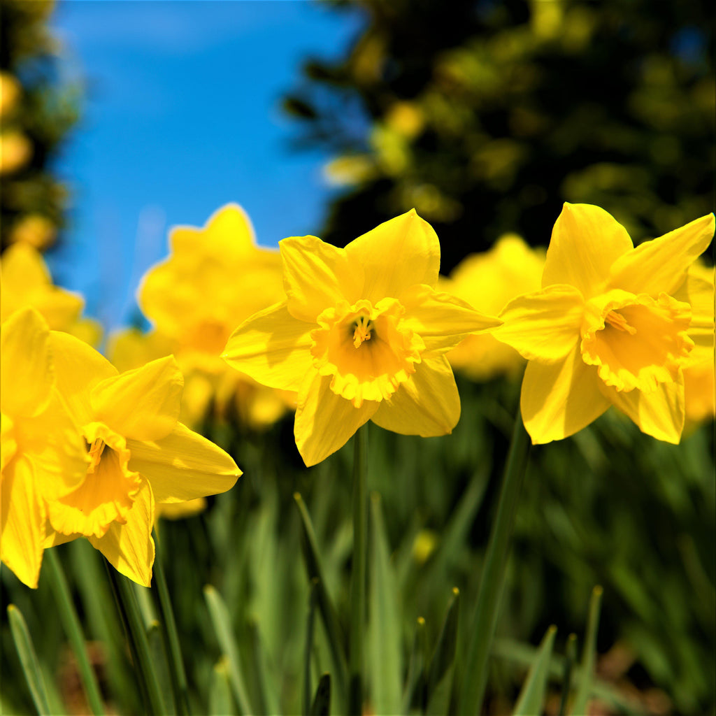 Narcissus - Daffodil Quail