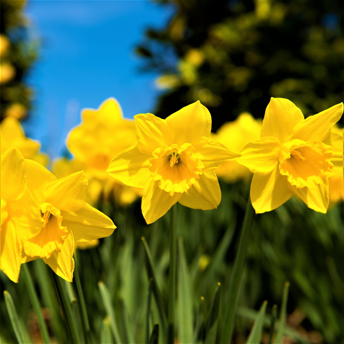 Narcissus - Daffodil Quail