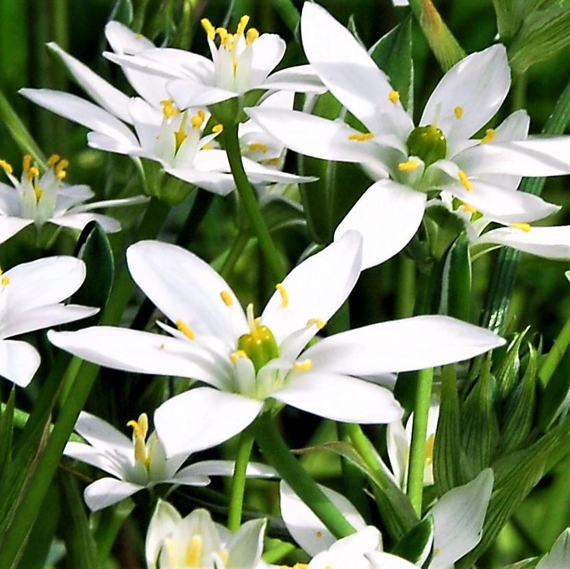 Ornithogalum - Umbellatum Star of Bethlehem