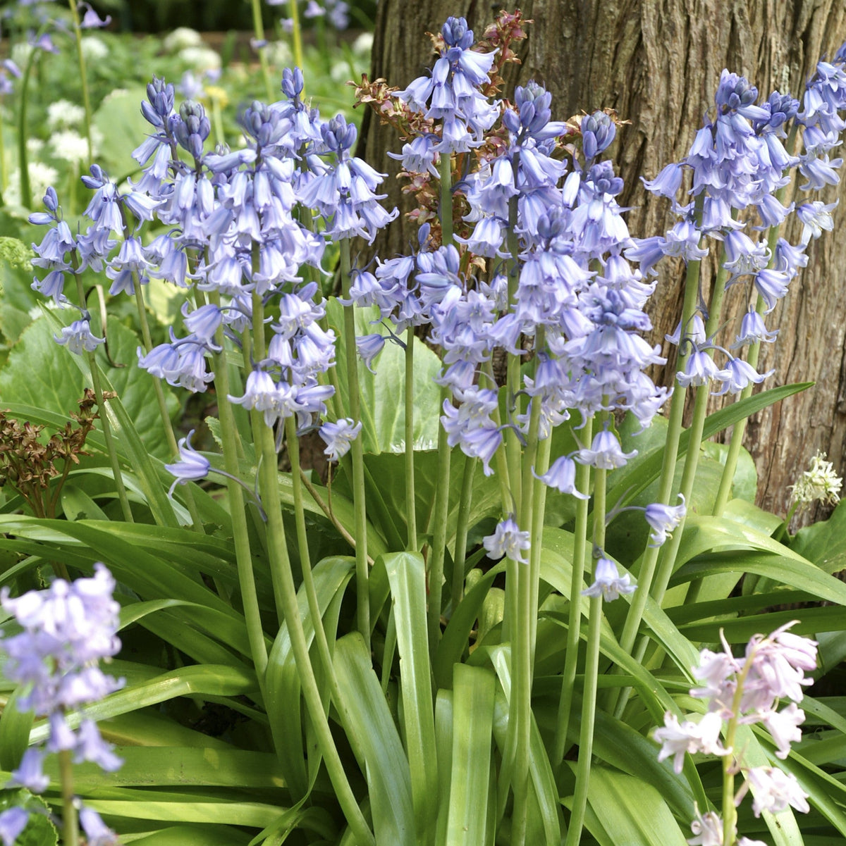Spanish Bluebells - Hyacinthoides Blue