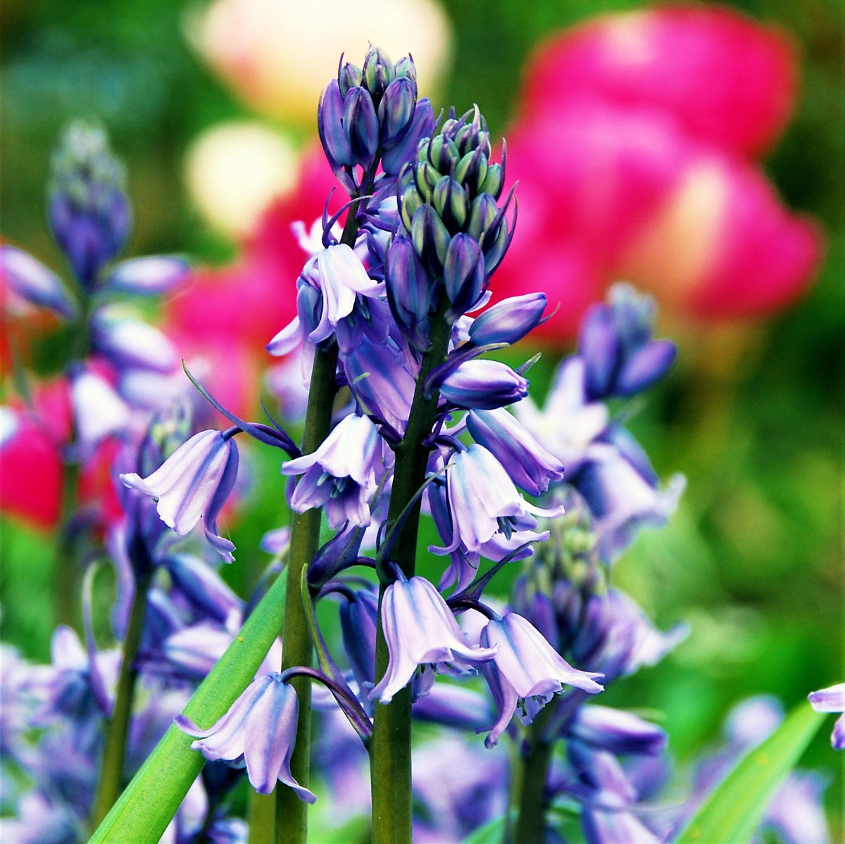 Spanish Bluebells - Hyacinthoides Blue