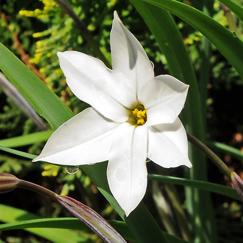Starflower - Alberto Castillo