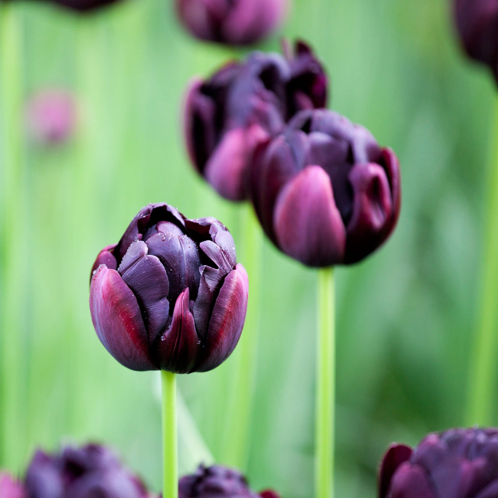 Tulip - Black Hero