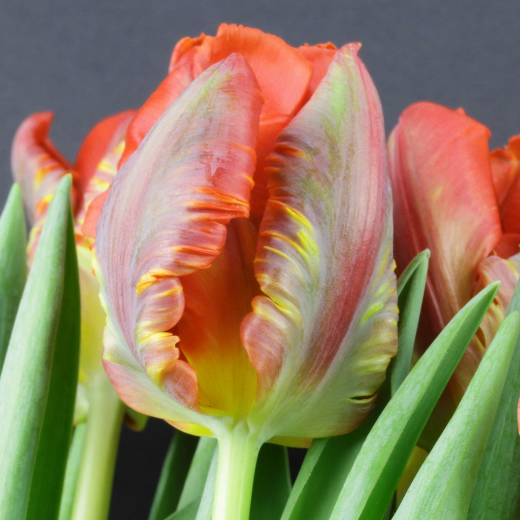 Tulip - Blumex
