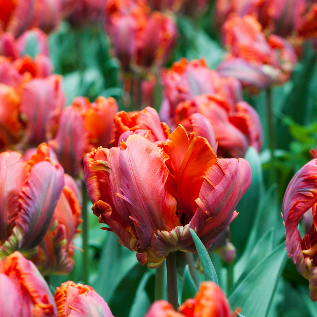Tulip - Blumex