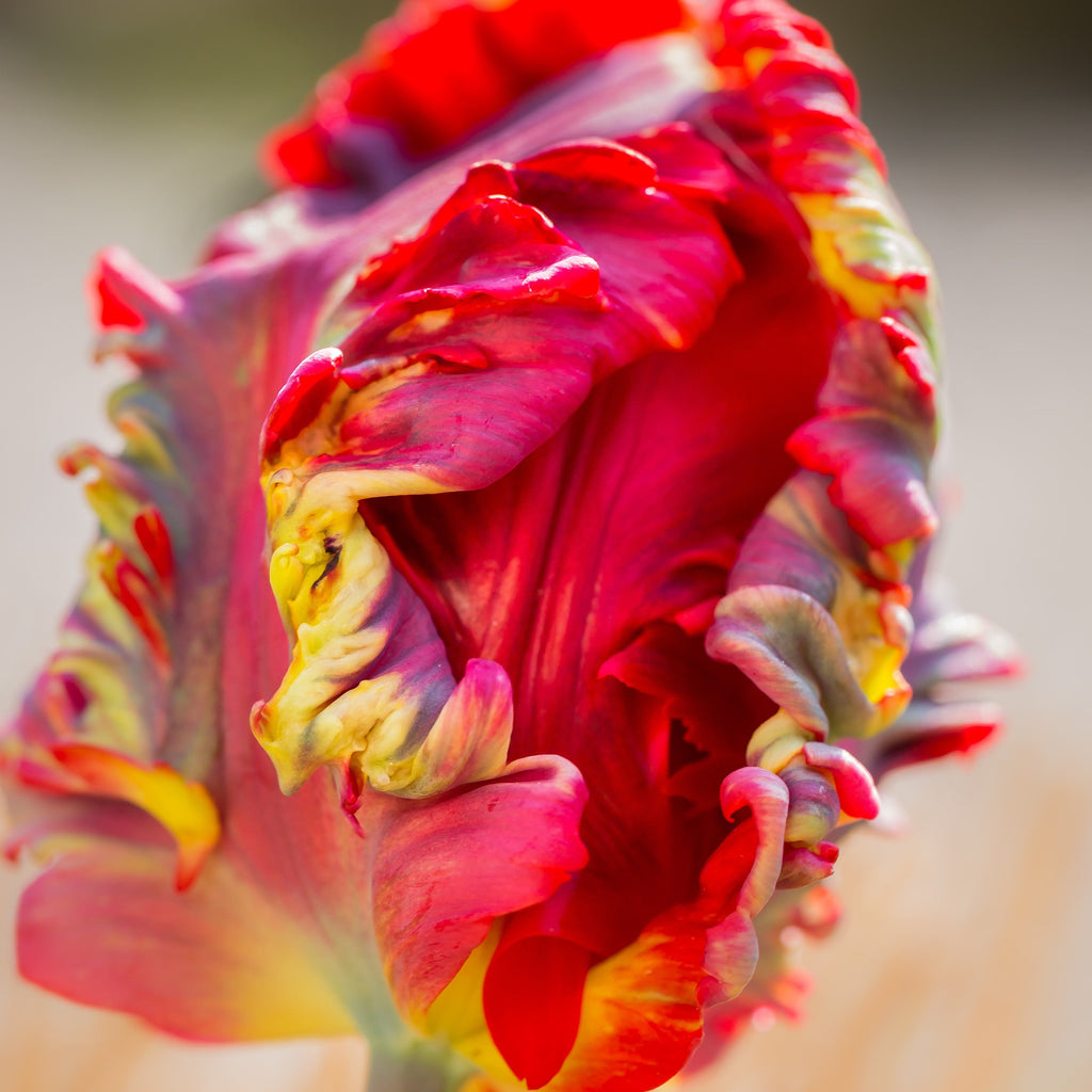 Tulip - Blumex
