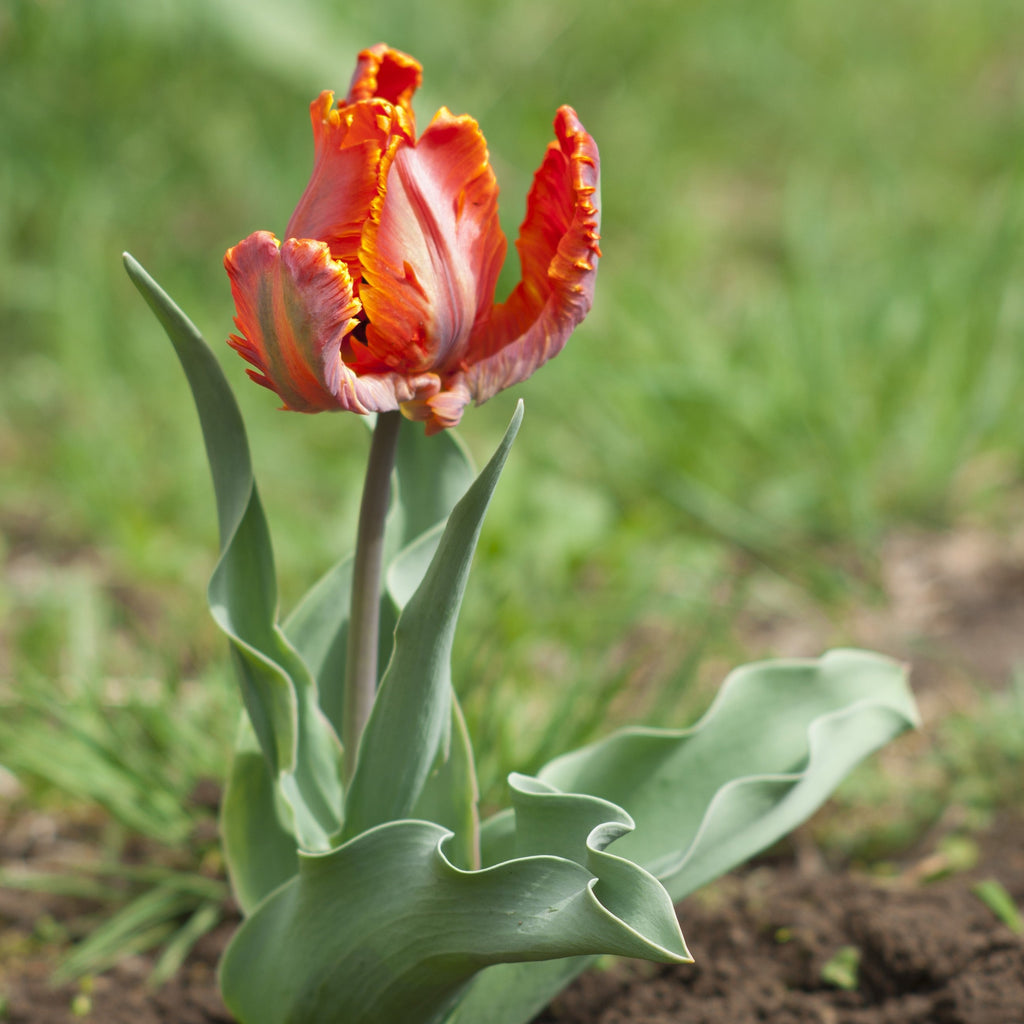 Tulip - Blumex