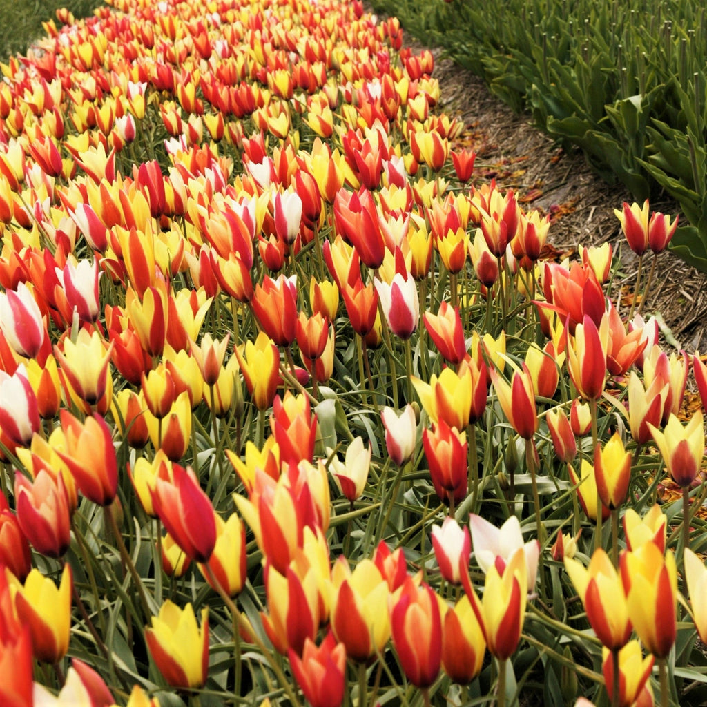 Tulip - Clusiana Chrysantha
