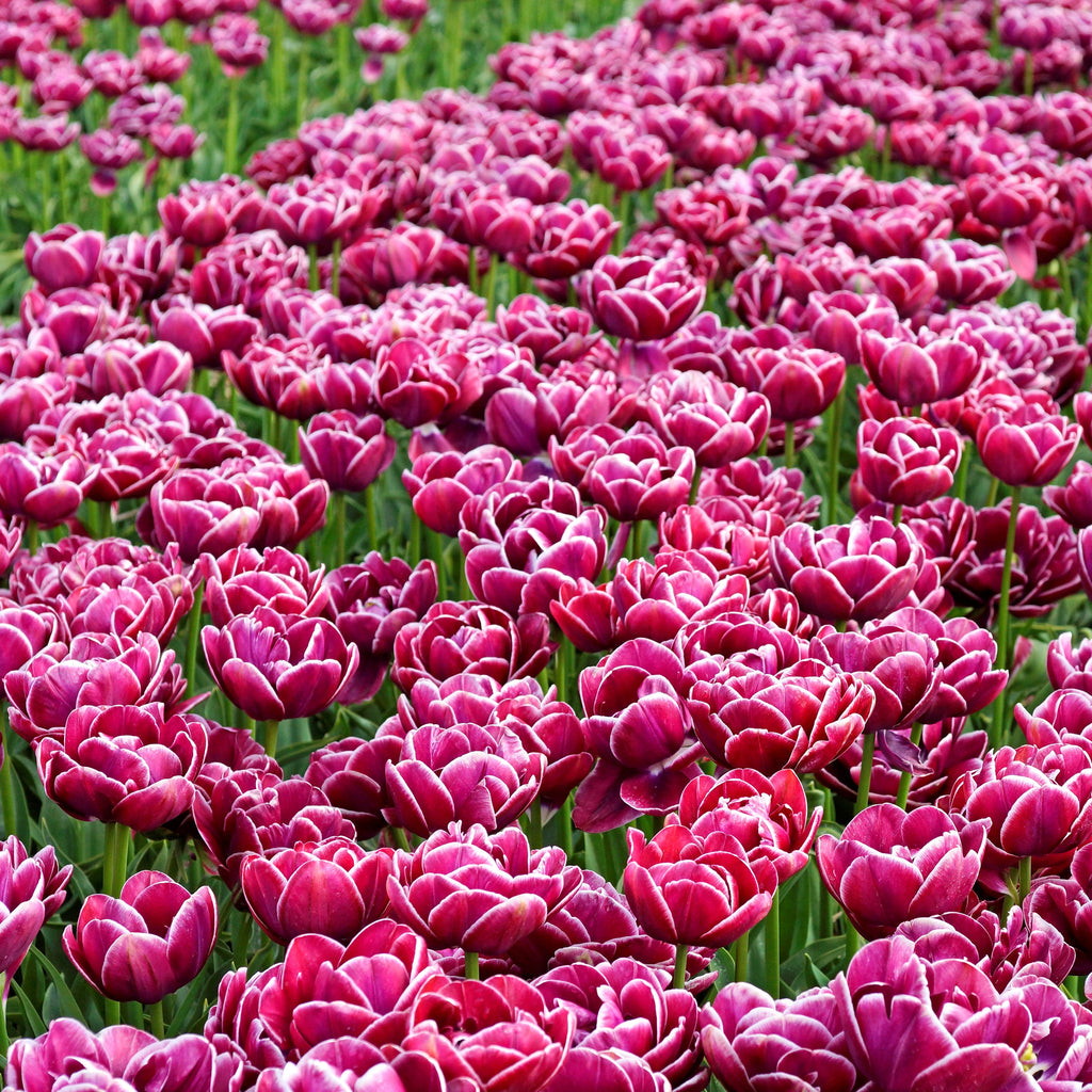 Tulip - Dream Touch