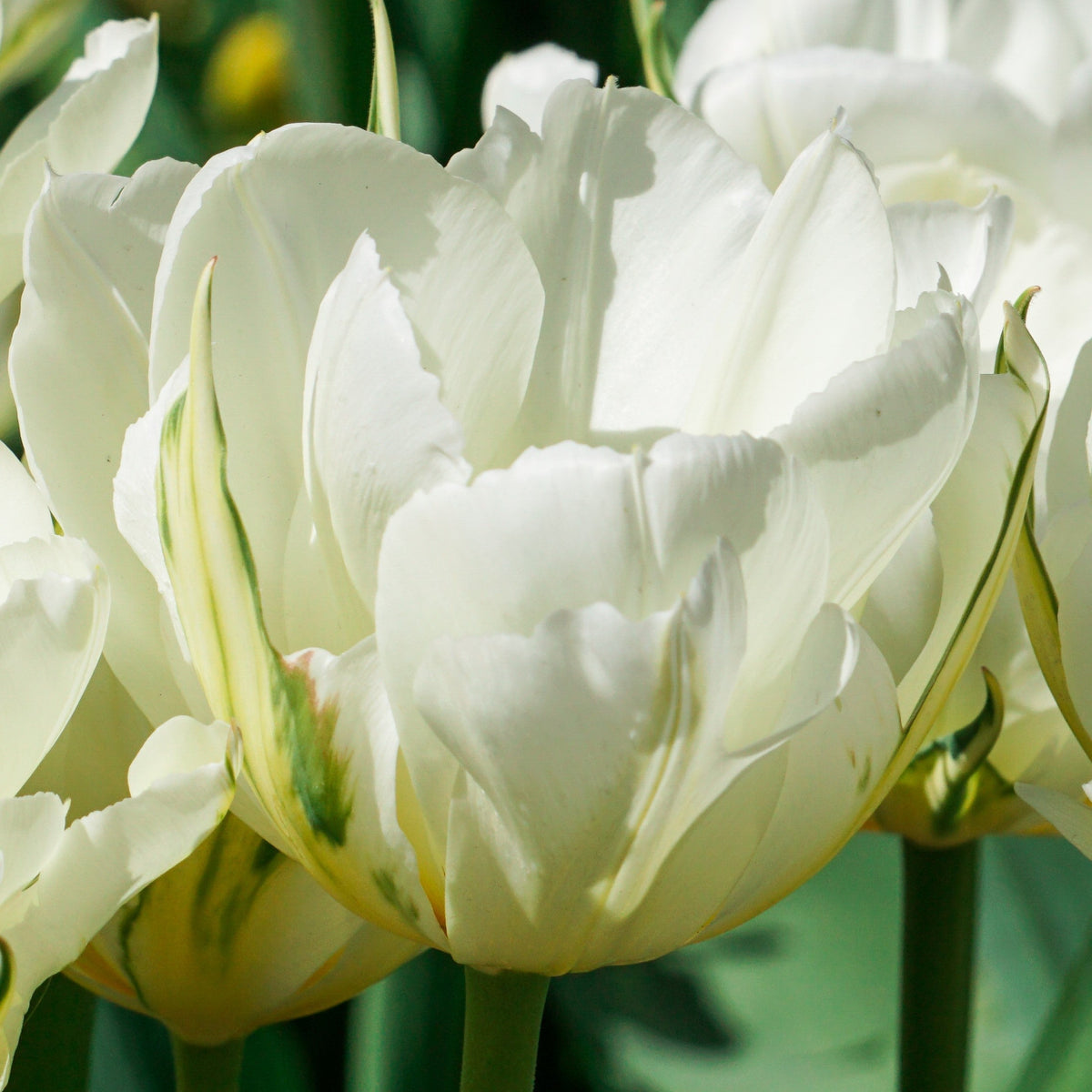 Tulip - Mount Tacoma