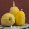 Spaghetti Winter Squash Seeds – Heirloom Cucurbita pepo, 20 Non-GMO Open Pollinated Seeds for Growing Pasta Alternative