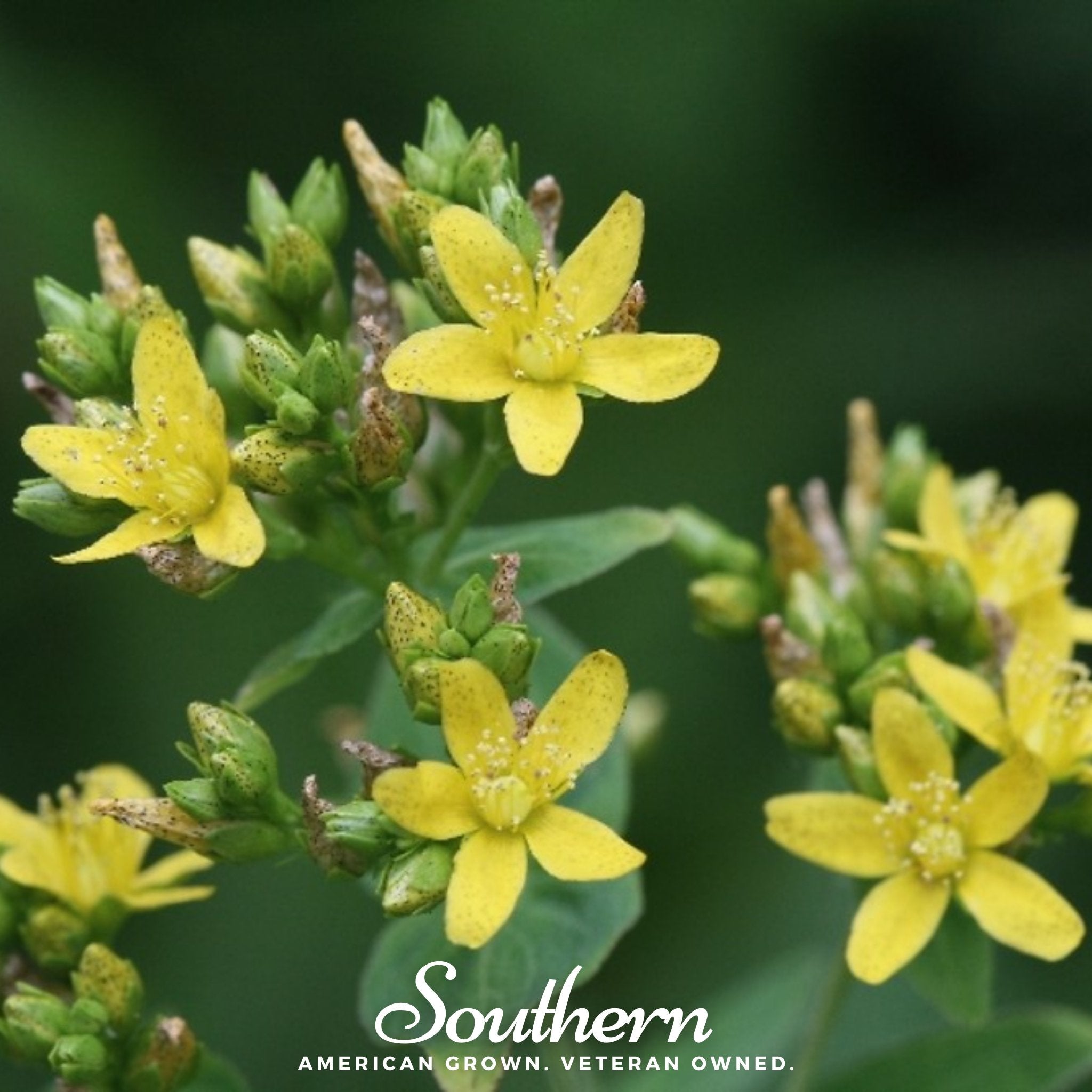 Dotted St. John’s Wort – 100 Seeds
