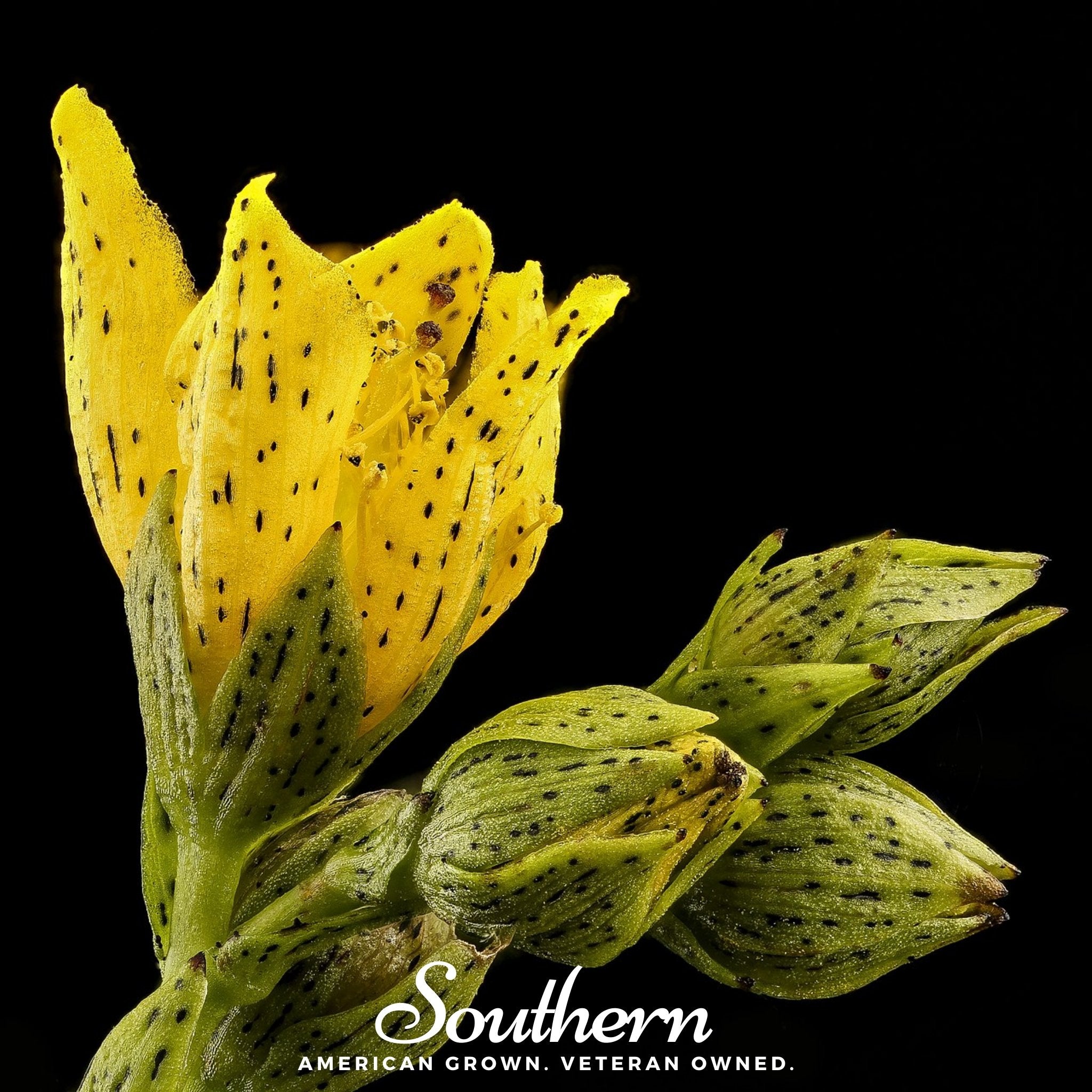 Dotted St. John’s Wort – 100 Seeds